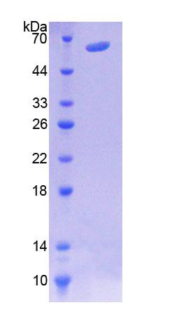 Figure 1. SDS-PAGE