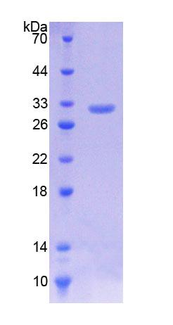 Figure 1. SDS-PAGE