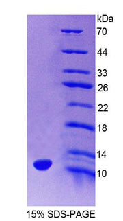 Figure 1. SDS-PAGE