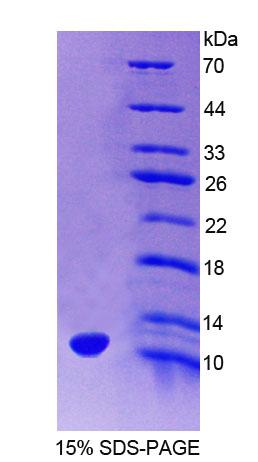 Figure 1. SDS-PAGE