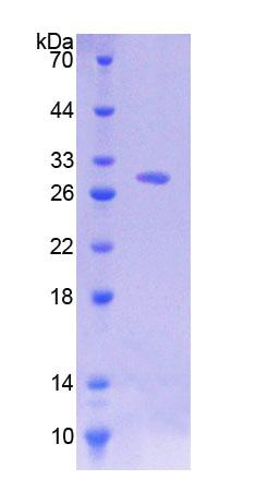 Figure 1. SDS-PAGE
