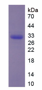 Figure 1. SDS-PAGE