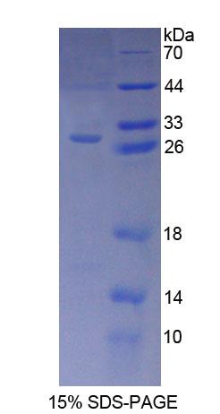 Figure 1. SDS-PAGE