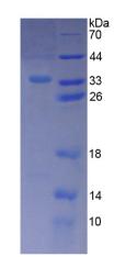 Figure 2. SDS-PAGE