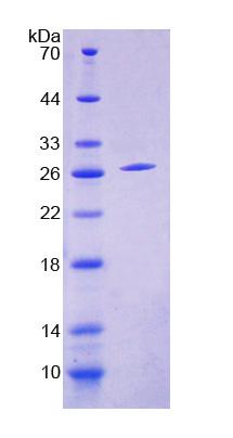 Figure 1. SDS-PAGE