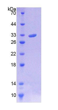 Figure 1. SDS-PAGE