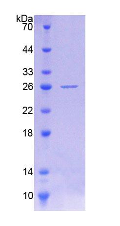 Figure 1. SDS-PAGE