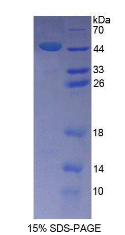 Figure 1. SDS-PAGE