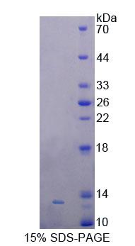 Figure 1. SDS-PAGE