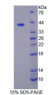 Figure 1. SDS-PAGE