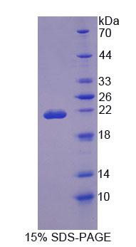 Figure 1. SDS-PAGE
