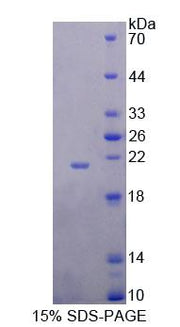 Figure 1. SDS-PAGE