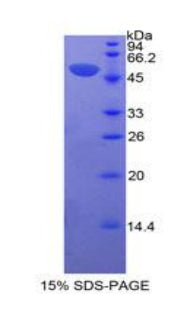 Figure 1. SDS-PAGE