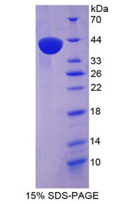 Figure 1. SDS-PAGE
