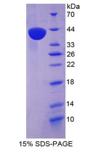 Figure 1. SDS-PAGE