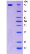 Figure 2. SDS-PAGE