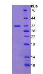 Figure 2. SDS-PAGE