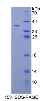 Figure 1. SDS-PAGE