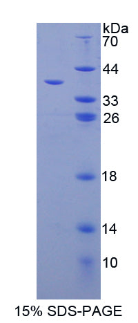 Figure 1. SDS-PAGE
