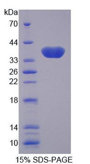 Figure 1. SDS-PAGE