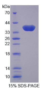 Figure 1. SDS-PAGE
