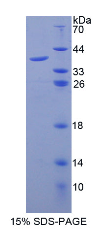 Figure 1. SDS-PAGE