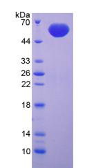 Figure 2. SDS-PAGE