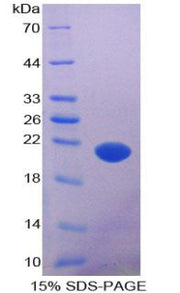 Figure 1. SDS-PAGE