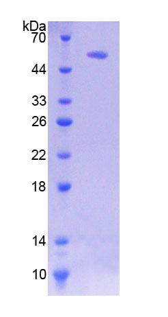 Figure 1. SDS-PAGE
