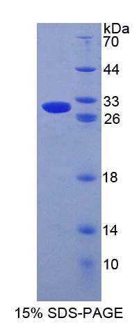 Figure 1. SDS-PAGE