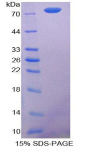 Figure 1. SDS-PAGE