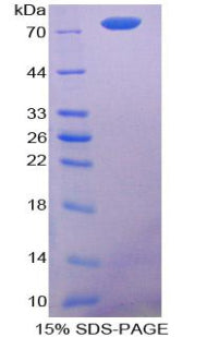 Figure 1. SDS-PAGE