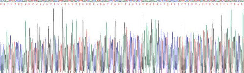 Recombinant Human Epidermal Growth Factor Receptor (EGFR)