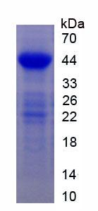 Figure 3. SDS-PAGE