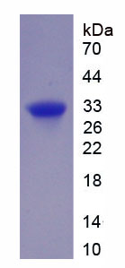 Figure 1. SDS-PAGE