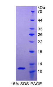 Figure 1. SDS-PAGE