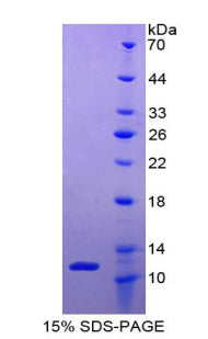 Figure 1. SDS-PAGE
