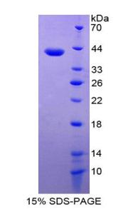 Figure 1. SDS-PAGE