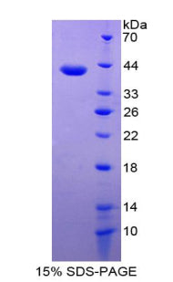 Figure 1. SDS-PAGE