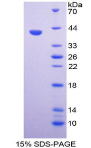 Figure 1. SDS-PAGE