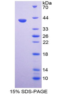 Figure 1. SDS-PAGE