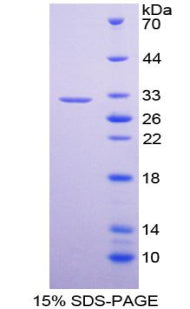 Figure 1. SDS-PAGE