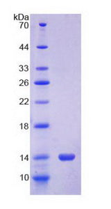 Figure 2. SDS-PAGE
