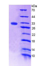 Figure 2. SDS-PAGE