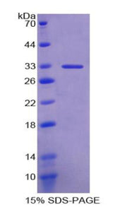 Figure 1. SDS-PAGE