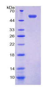Figure 1. SDS-PAGE