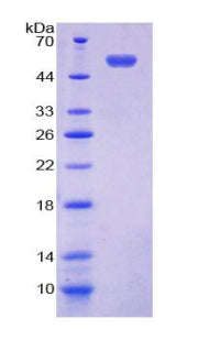 Figure 1. SDS-PAGE