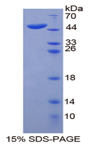 Figure 1. SDS-PAGE