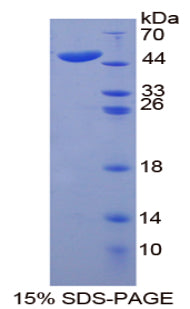 Figure 1. SDS-PAGE
