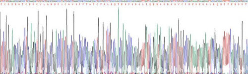 Recombinant Human Semaphorin 4D (SEMA4D)